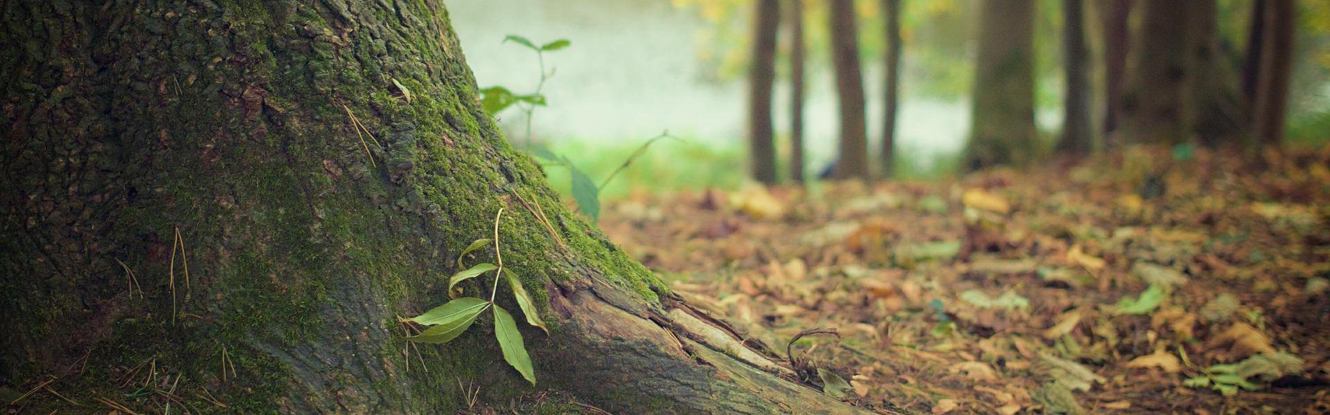 合板DL教材の作品例