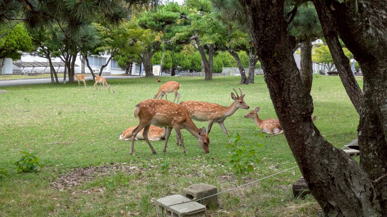 大学構内の鹿